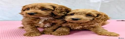 Cockapoo dogs for sale: Licensed breeder, health tested F1 cockapoo pups - Advert 8