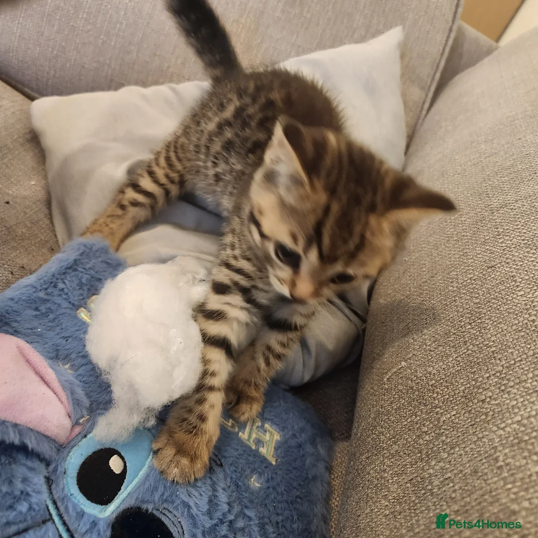 Mixed Breed cats for sale: Kittens, 2 black, 2 tabby in London - Advert 5