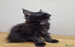 Maine Coon cats for sale: 🥰MC Kittens🥰 - Image 16