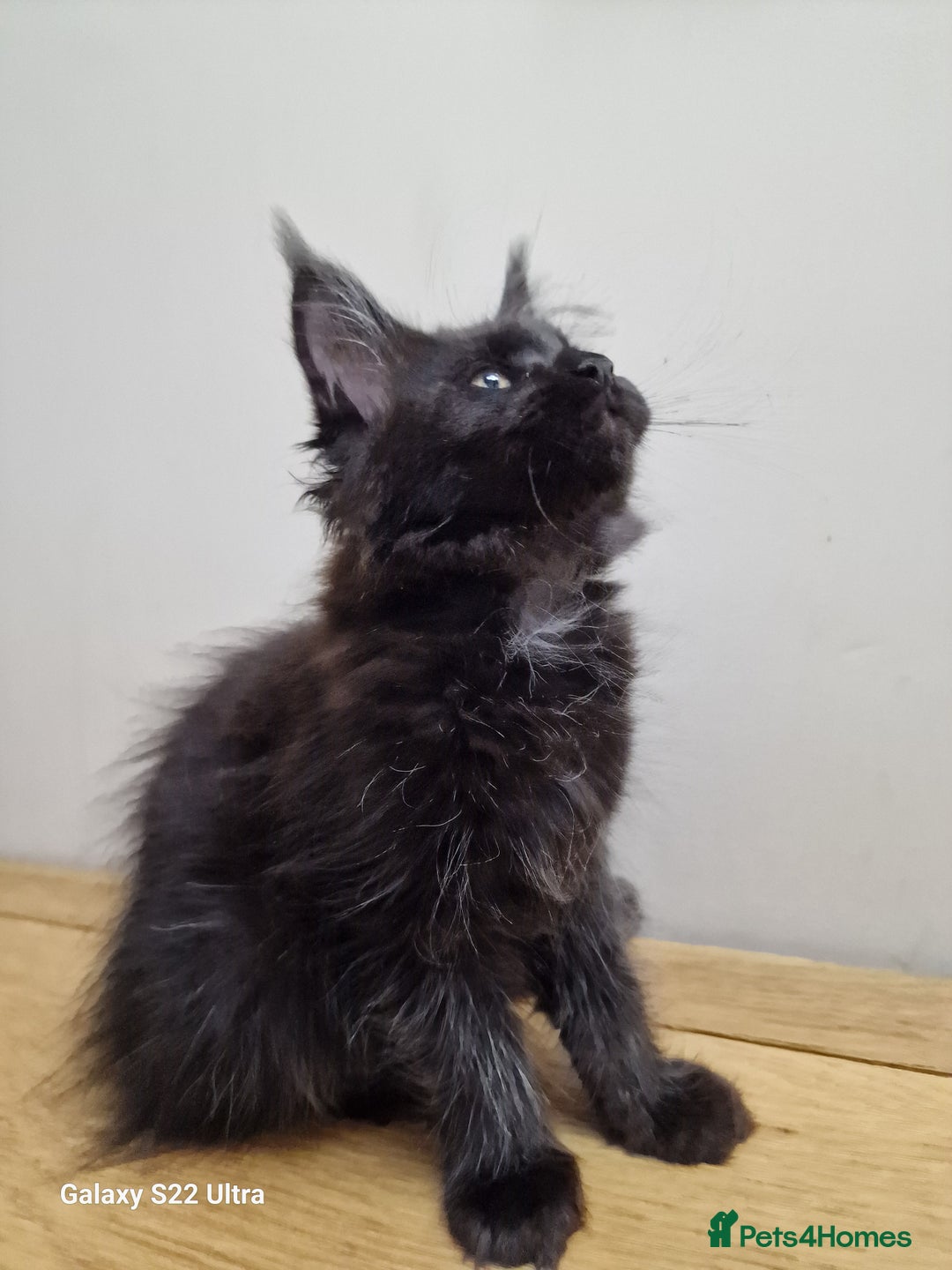 Maine Coon cats for sale: 🥰MC Kittens🥰 - Image 16