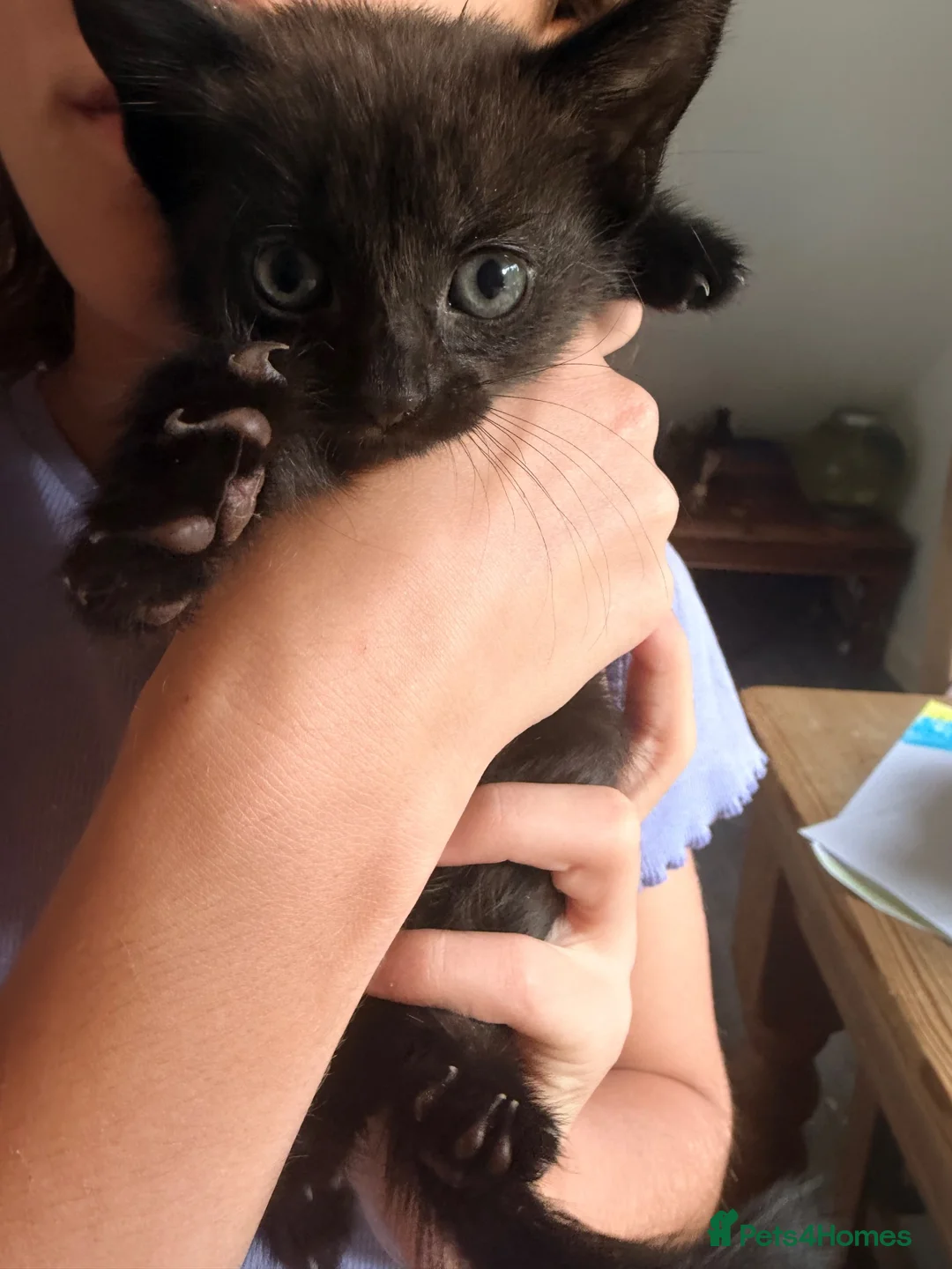 Mixed Breed cats for sale: Last little girl - Advert 2