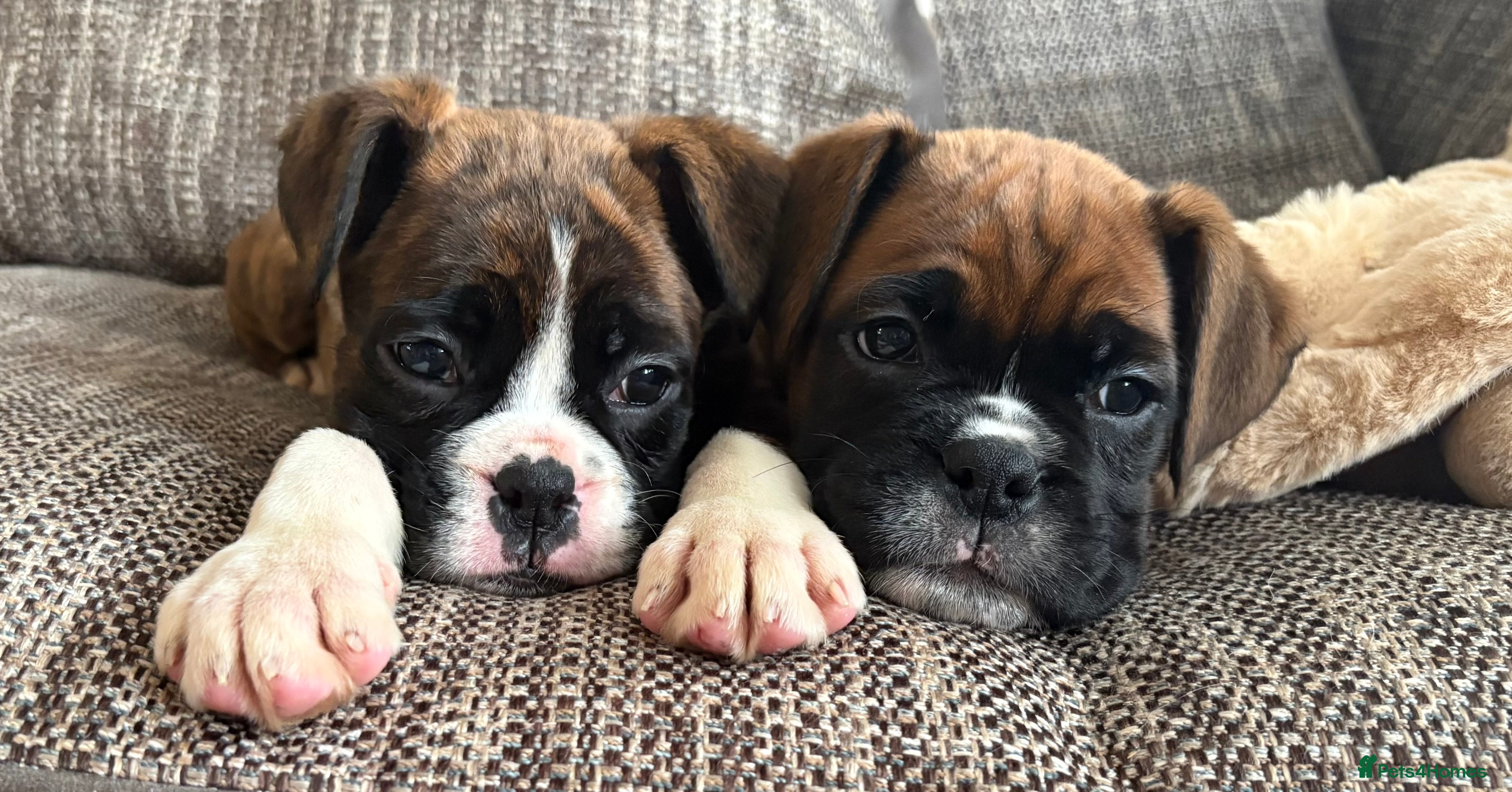 Boxer dogs Exceptional KC Health Tested Boxers - Advert 1