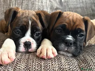 Boxer dogs Exceptional KC Health Tested Boxers - Advert 1