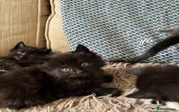 Mixed Breed cats for sale: 5 gorgeous kittens available  - Image 5