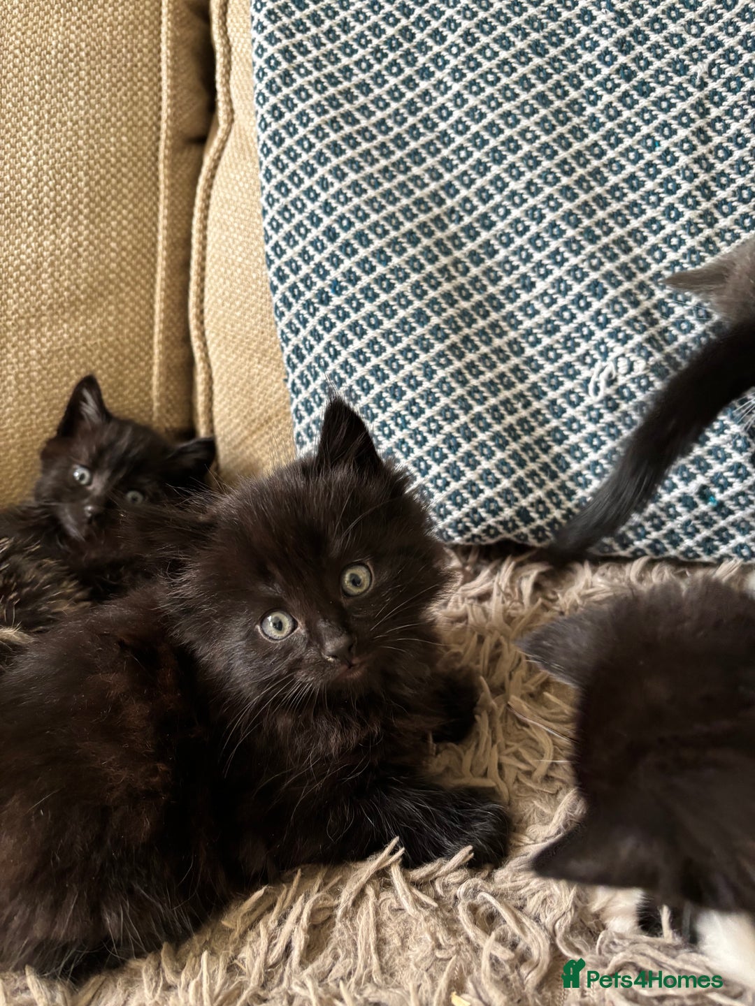 Mixed Breed cats for sale: 5 gorgeous kittens available  - Image 5