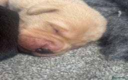 Labrador Retriever dogs for sale: 8 Kennel club reg  health tested chunky Labradors  - Image 2