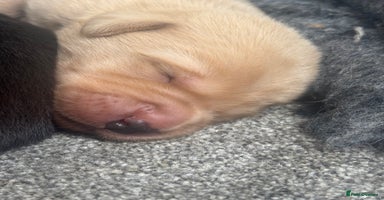 Labrador Retriever dogs - Advert 5