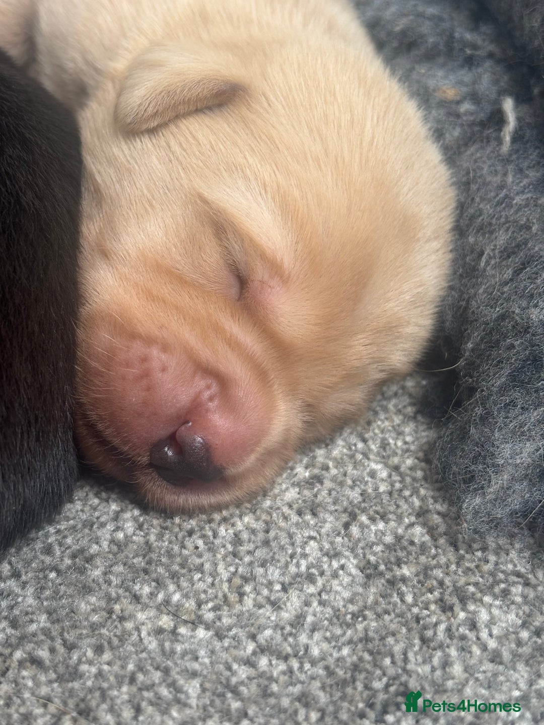 Labrador Retriever dogs for sale: 8 Kennel club reg  health tested chunky Labradors  - Image 2