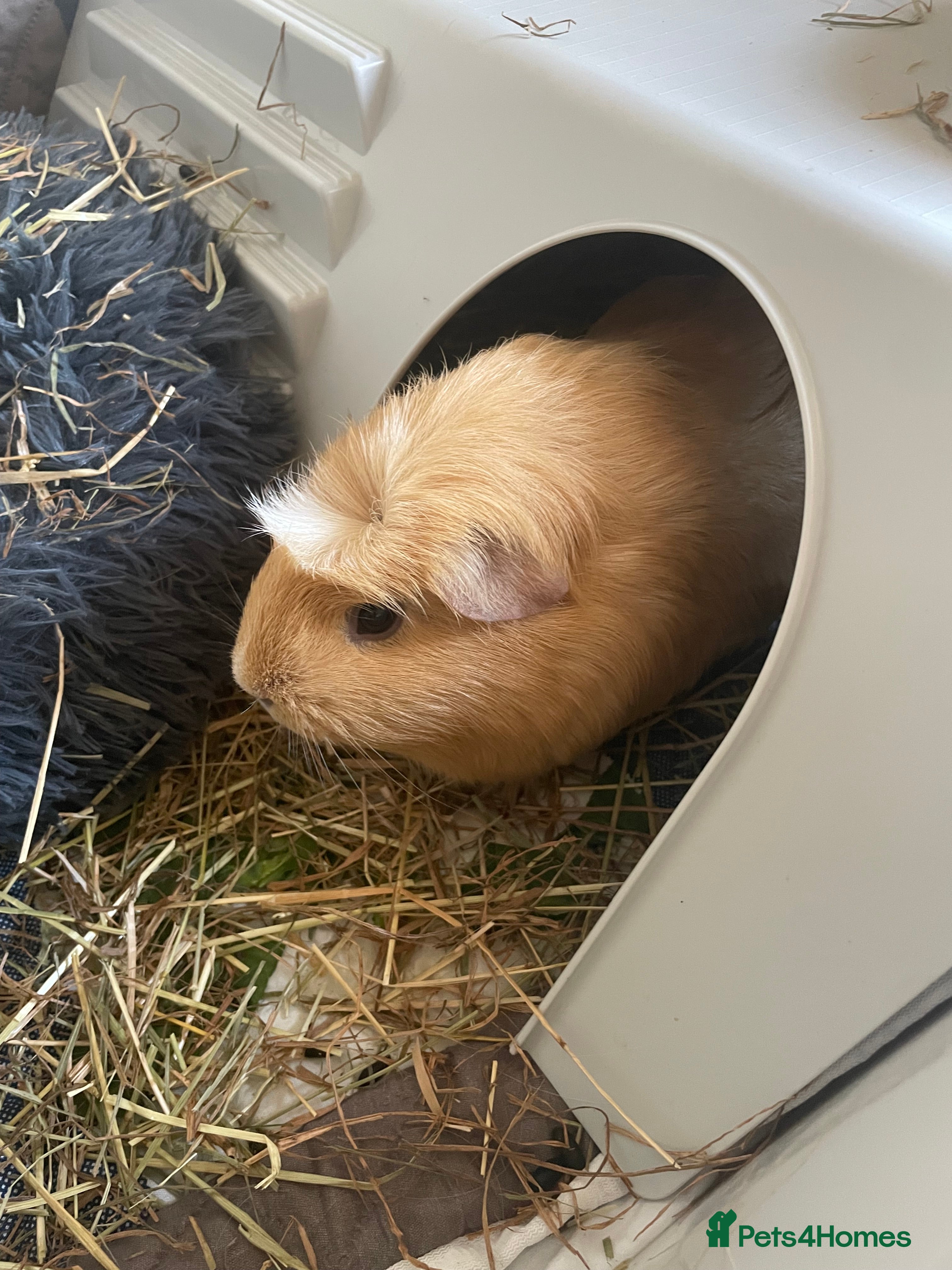 Guinea Pig rodents One sow left - Advert 4
