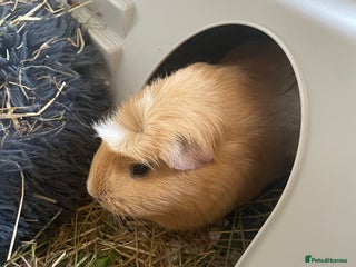 Guinea Pig rodents One sow left - Advert 3
