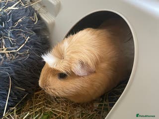 Guinea Pig rodents One sow left - Advert 6