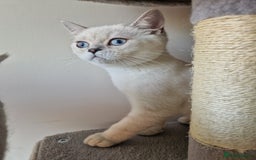 Scottish Fold cats for sale: Schotish straith and fold kittens😻 - Image 4