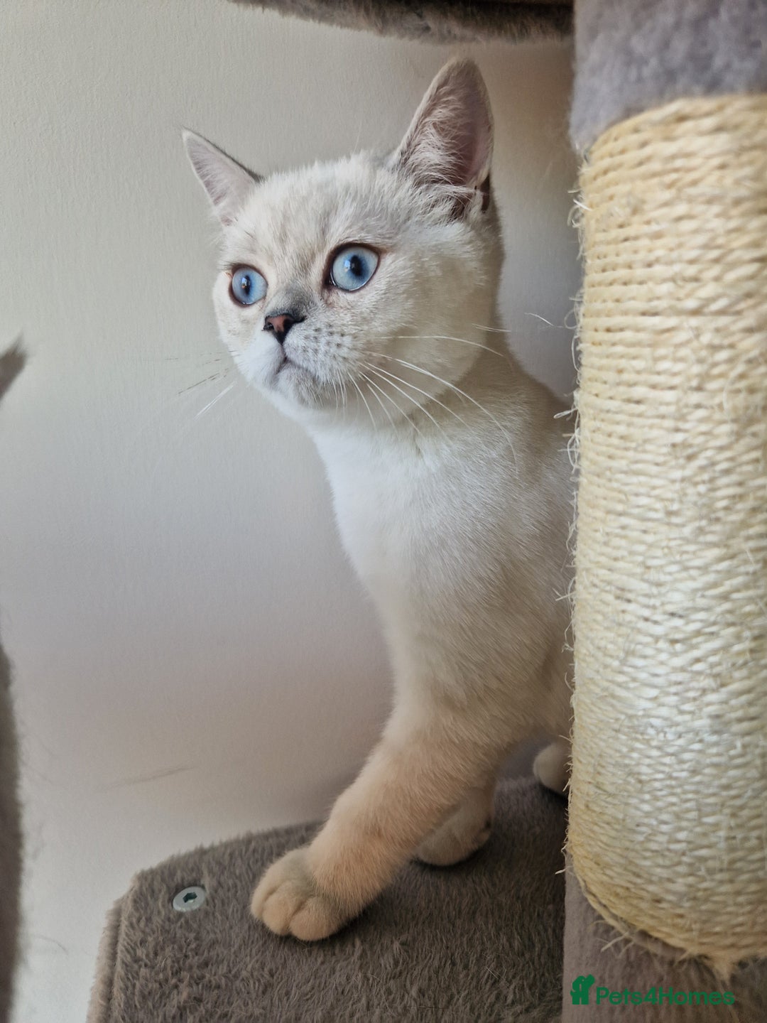 Scottish Fold cats for sale: Schotish straith and fold kittens😻 - Image 4