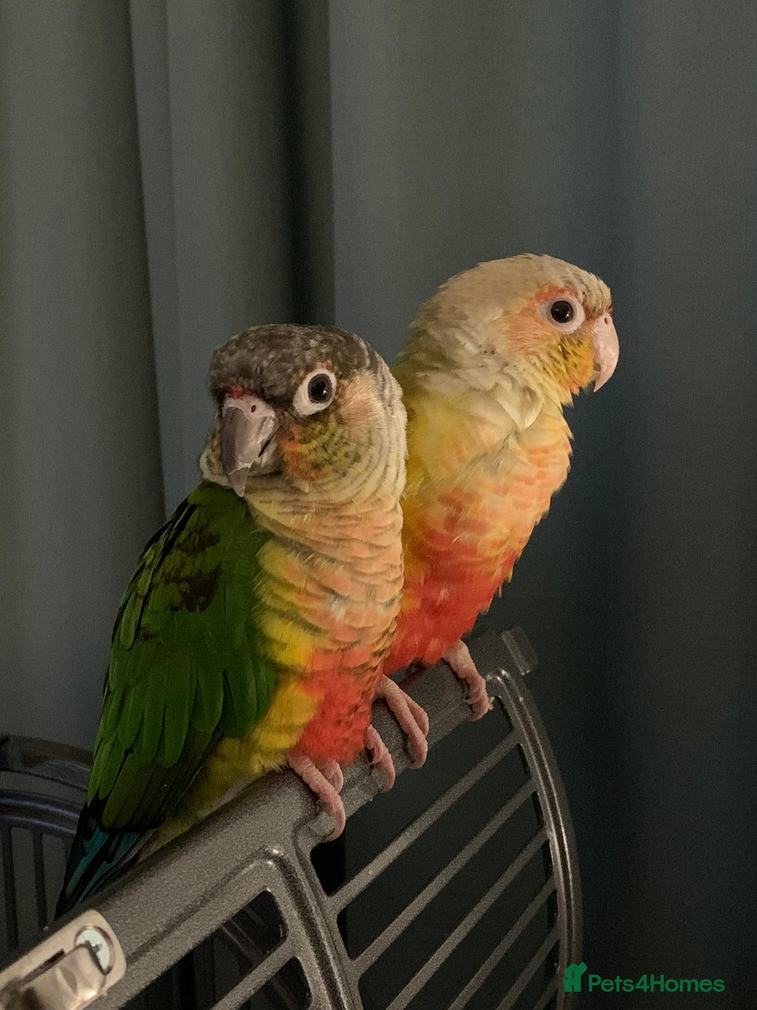 Conures birds for sale: Male & Female Red Factor Pineapple Conures - Image 4