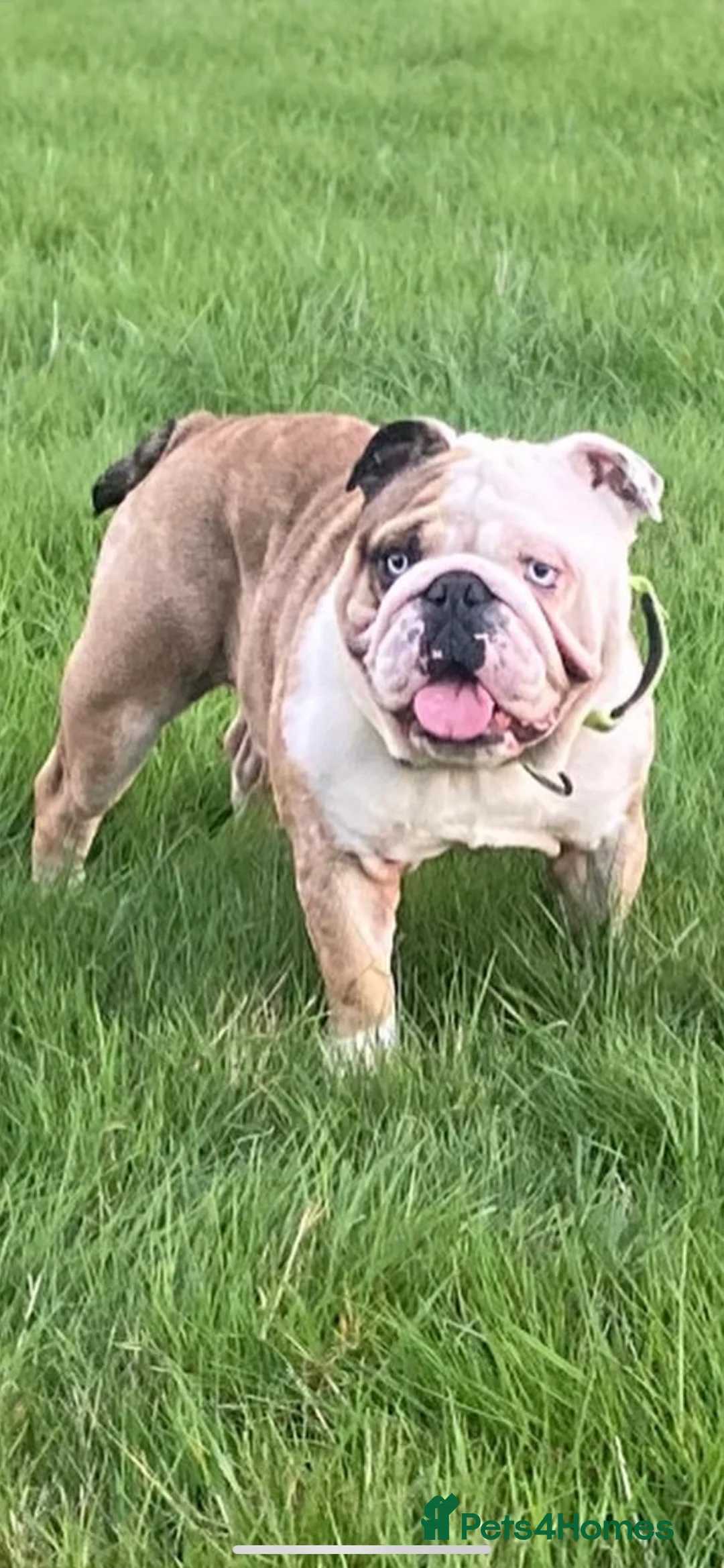 English Bulldog dogs for stud: PROVEN -SHRINKABULLS bloodline.  in Coventry - Advert 2