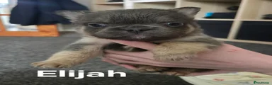 Elijah 