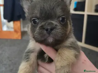 French Bulldog dogs Ready now!! Visual Fluffy French Bulldog puppies - Advert 1