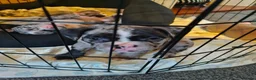 American Bully dogs for sale: Pocket bully  - Advert 5