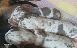 Miniature Dachshund dogs for sale: Minture dachshund puppies  - Image 7