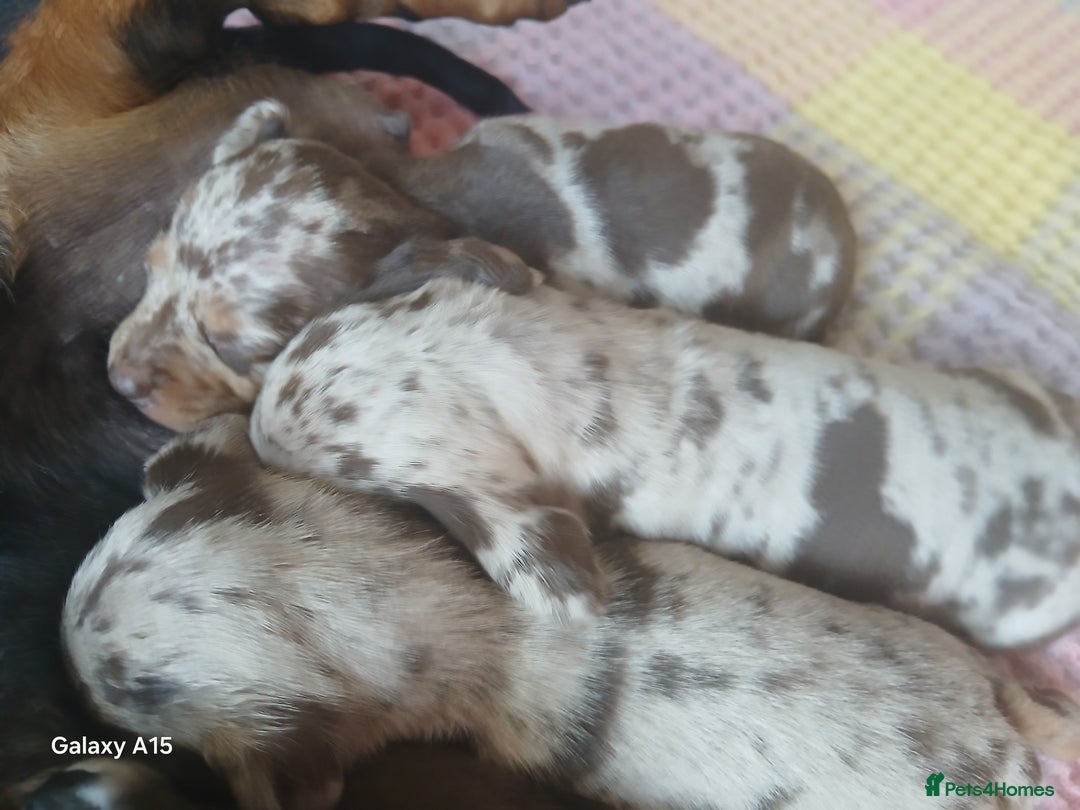 Miniature Dachshund dogs for sale: Minture dachshund puppies  - Image 7