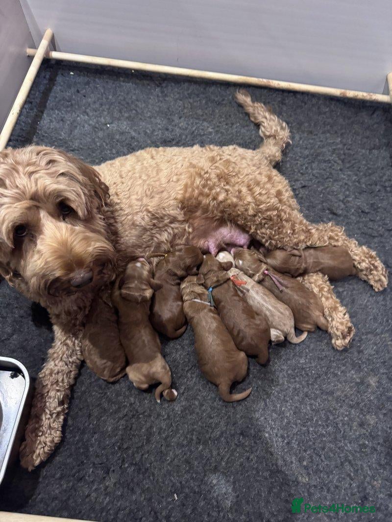 Cockapoo dogs Beautiful Cockapoo Puppies — 2 Boys, 2 Girls - Advert 1