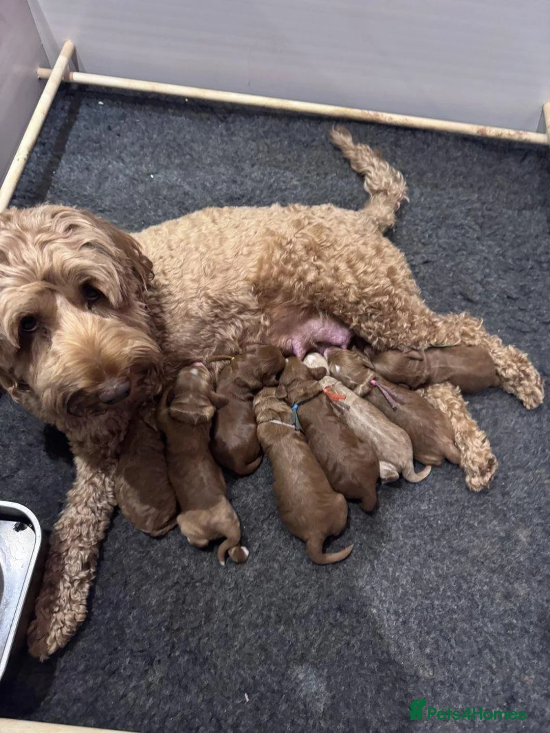 Cockapoo dogs for sale: Beautiful Cockapoo Puppies — 2 Boys, 2 Girls in Hereford - Advert 1
