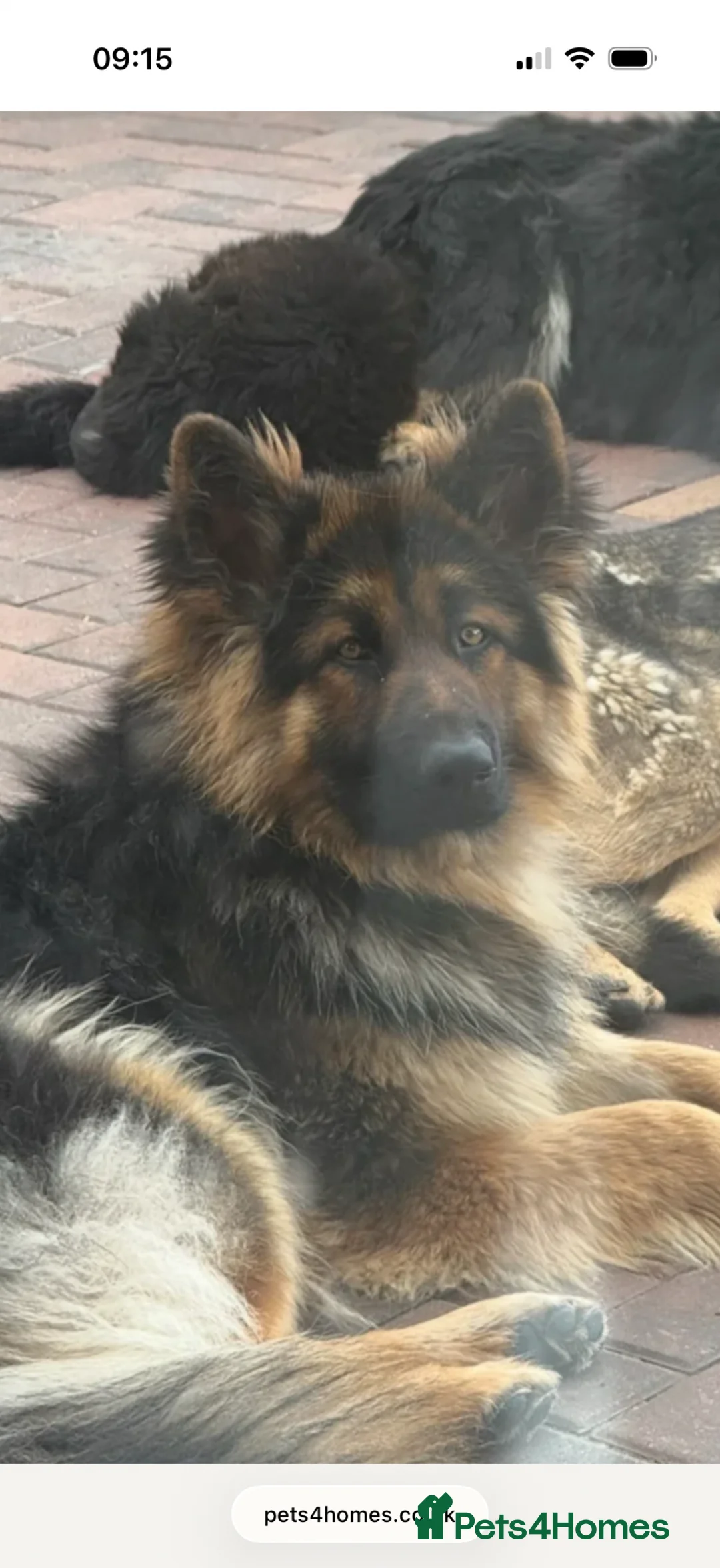 German Shepherd dogs for sale: Beautiful healthy German Shepherd - Advert 2