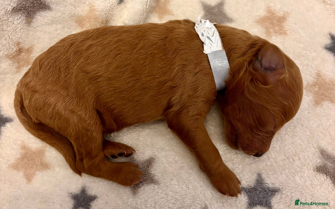 Miniature Poodle dogs for sale: **All Reserved** Stunning Deep Red Mini Poodle - Advert 29