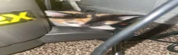 Mixed Breed cats for sale: Kittens for sale  - Advert 4