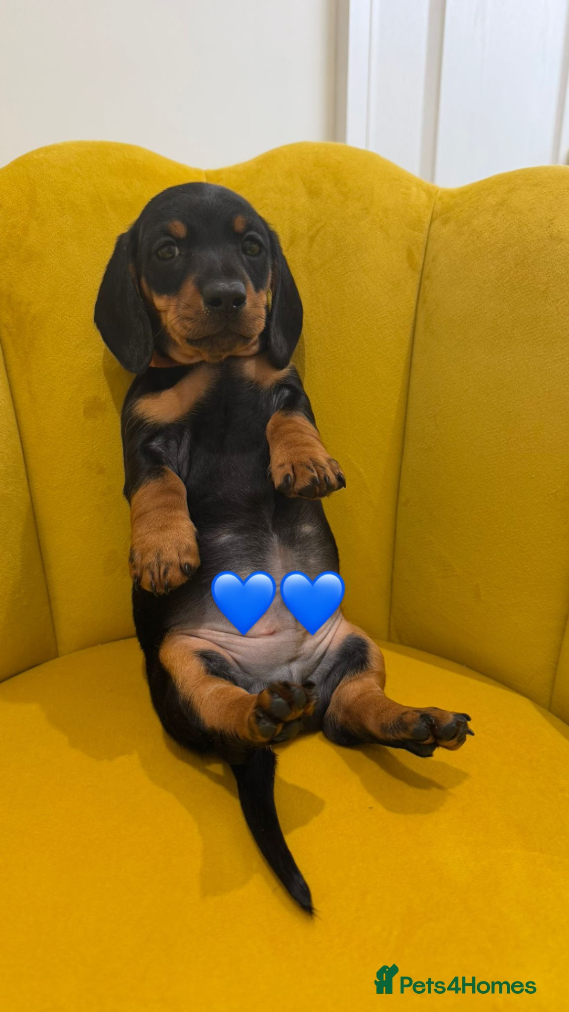 Miniature Dachshund dogs Super Miniature dachshund for sale 🦴🐶🐾🐾 - Advert 1