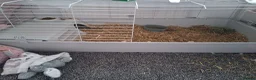 Mini Lop rabbits for sale: Female Bunny - Advert 3