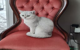 British Shorthair cats for sale: Scotish sorthair chinchilla  - Image 15