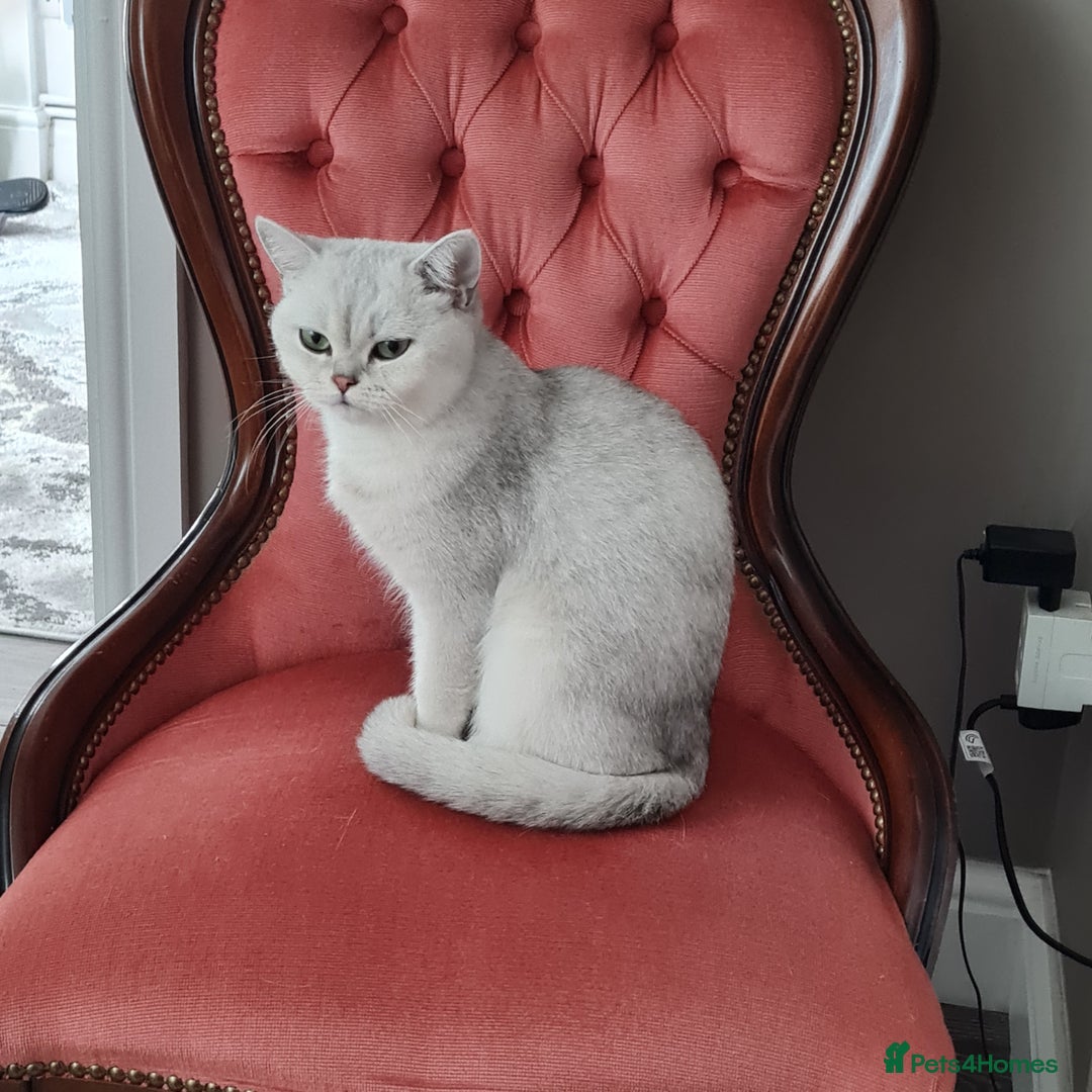 British Shorthair cats for sale: Scotish sorthair chinchilla  - Image 15