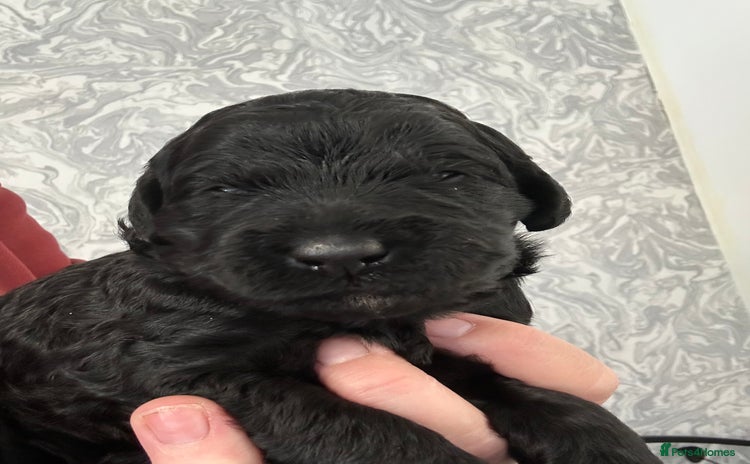 Labradoodle dogs - Advert 2
