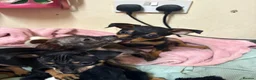 Miniature Pinscher dogs for sale: Lovely Miniature Pinscher pups - Advert 9
