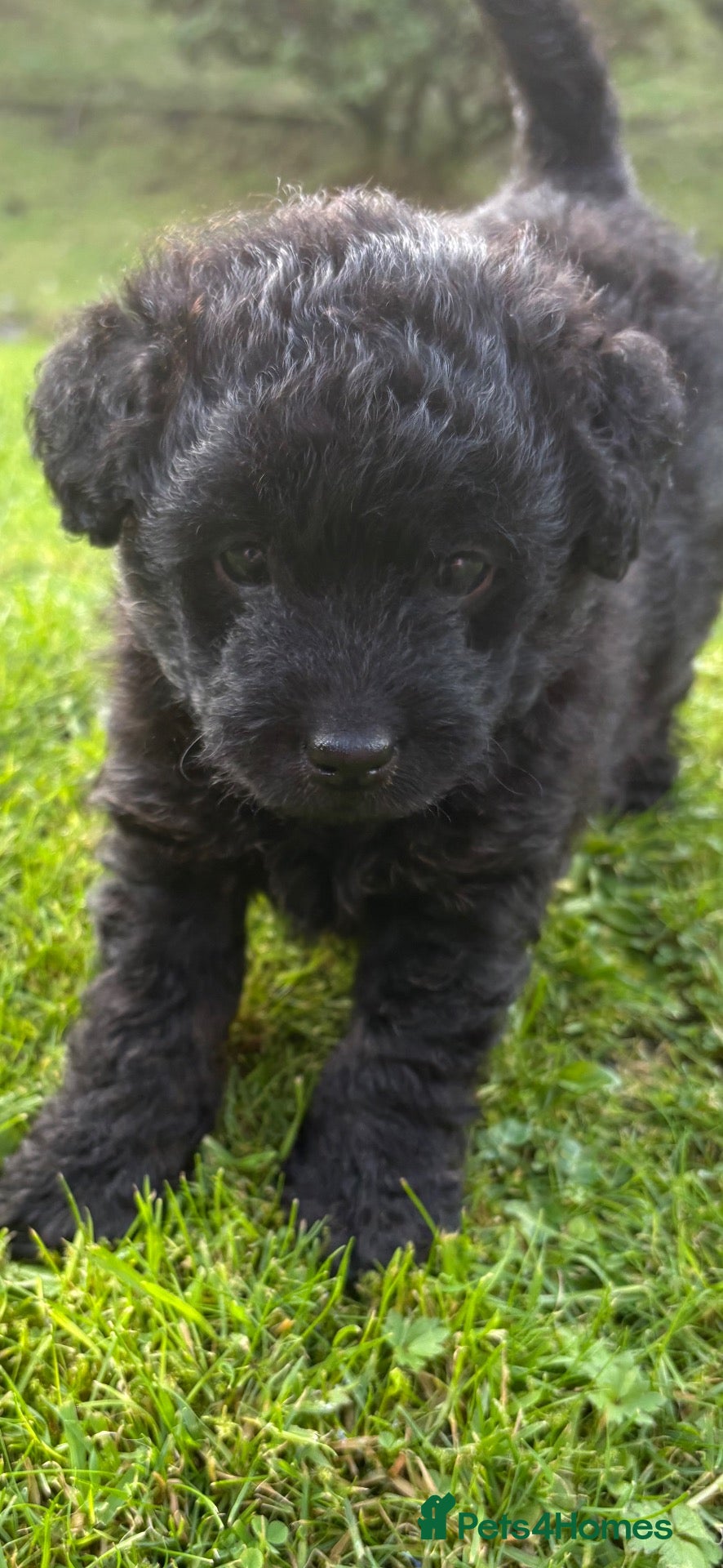 Jackapoo dogs 🐾 Beautiful F1B Jackapoo Boy – Home Reared - Advert 17