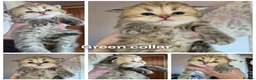 British Longhair cats for sale: Golden longhair boys - Advert 2