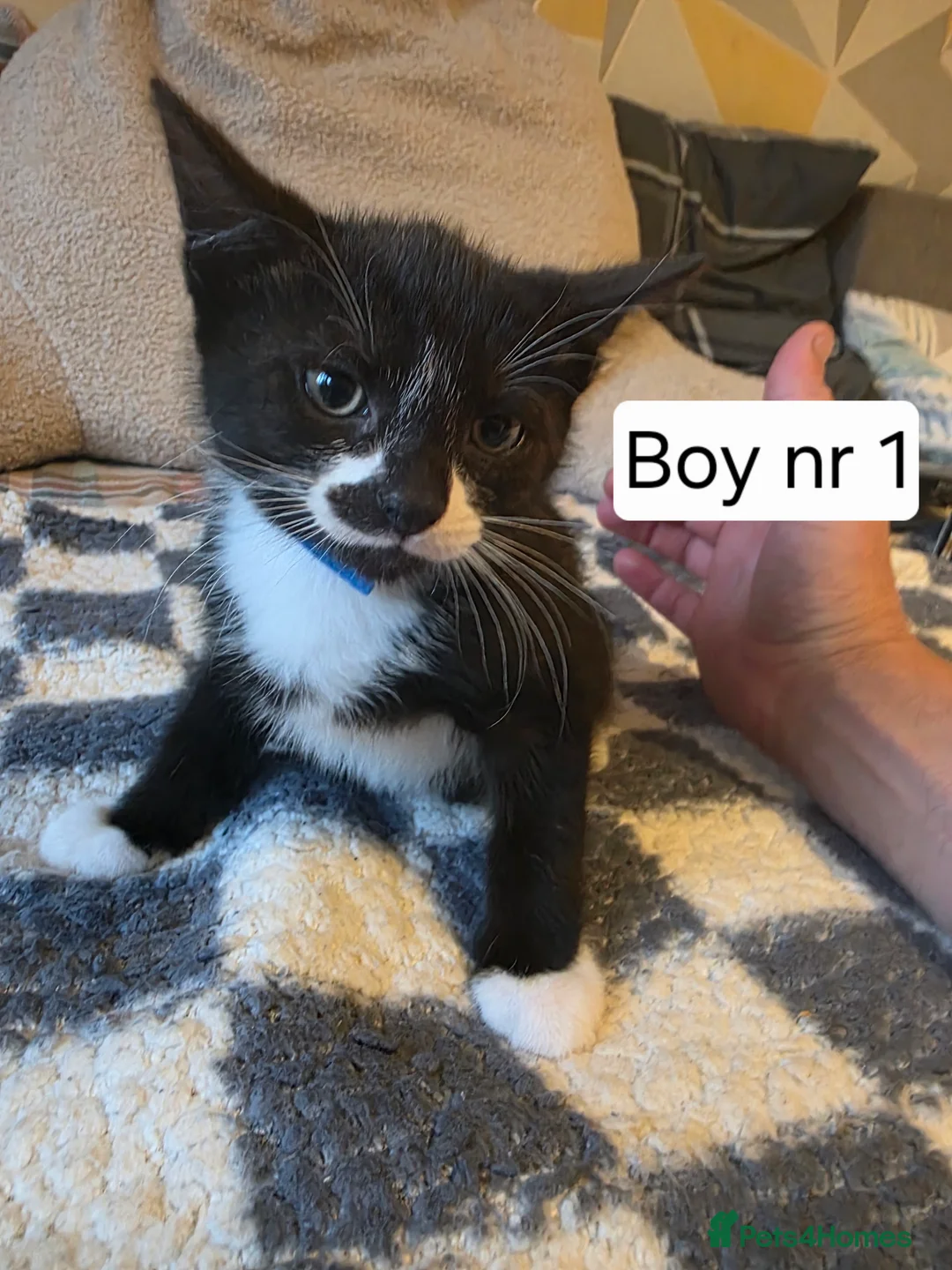 Mixed Breed cats for sale: Kittens - Advert 11