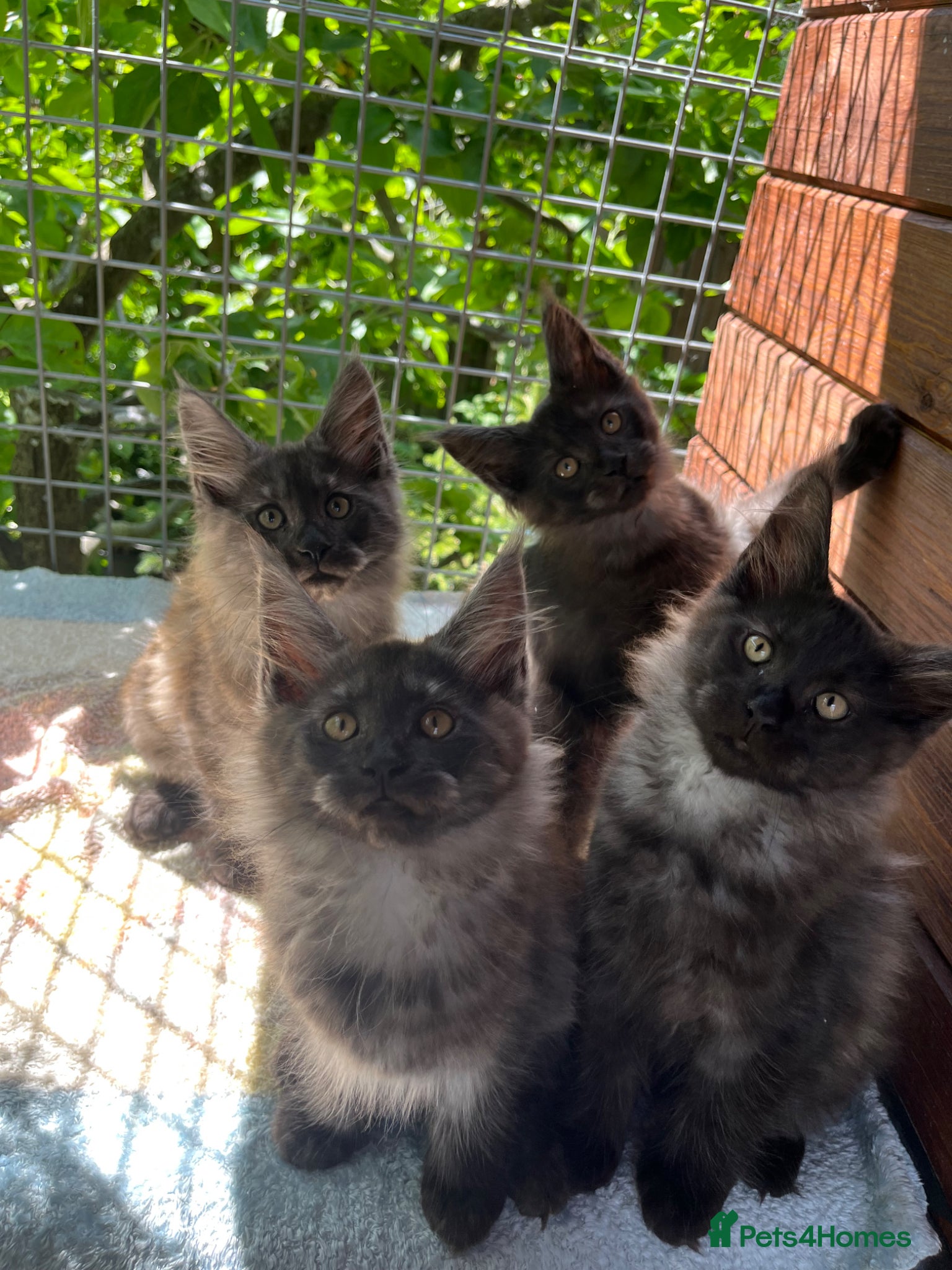 Maine Coon cats ⭐️Beautiful Maine Coon Kittens⭐️ - Advert 12