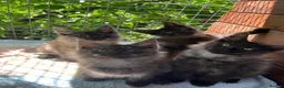 Maine Coon cats for sale: ⭐️Beautiful Maine Coon Kittens⭐️ - Advert 1