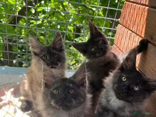 Maine Coon cats ⭐️Beautiful Maine Coon Kittens⭐️ - Advert 12