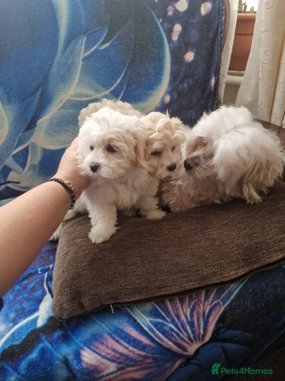 Havanese dogs Beautiful Bichon Puppies Available!  - Advert 11