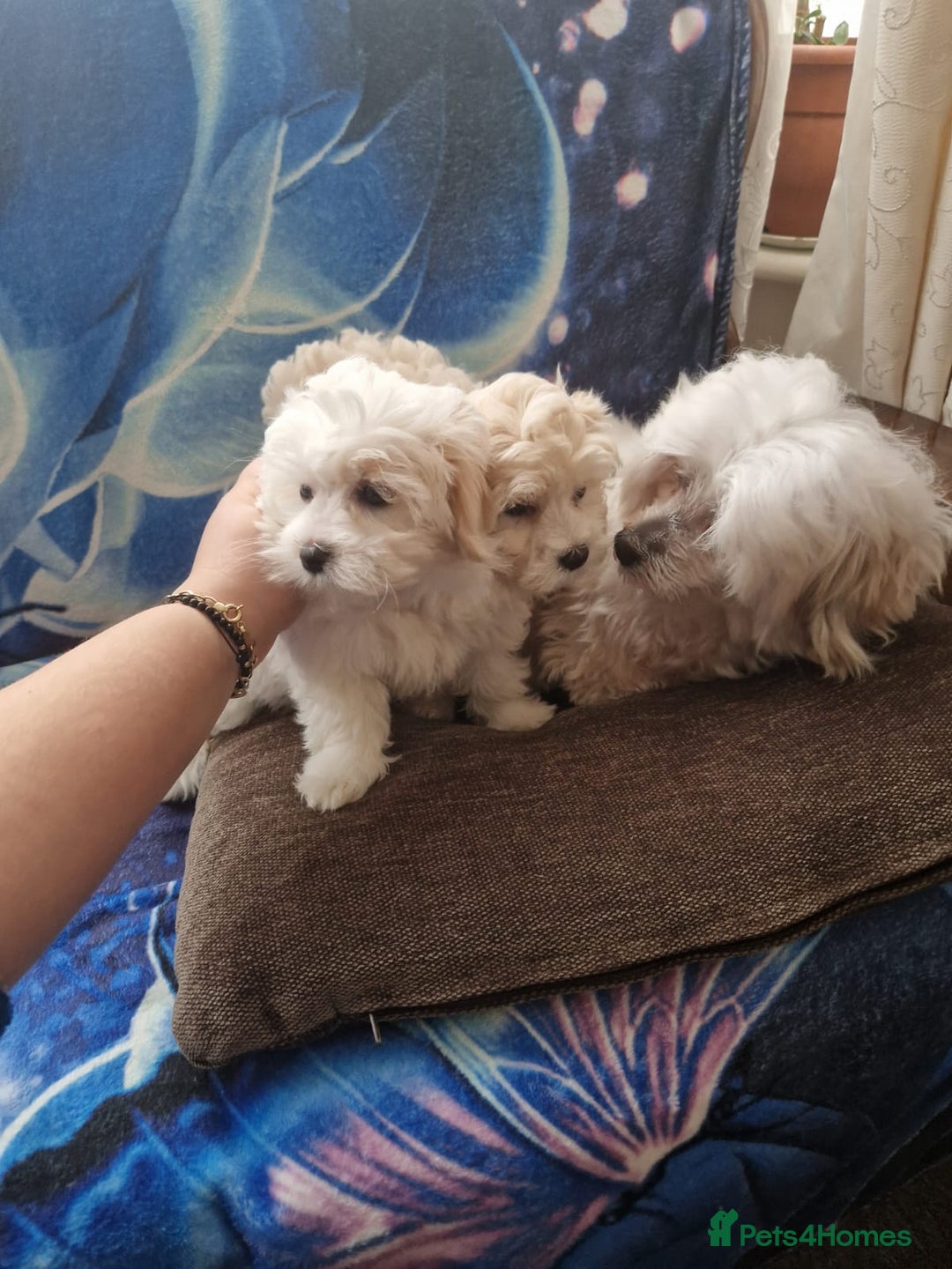 Havanese dogs for sale: Beautiful Bichon Puppies Available!  - Advert 1