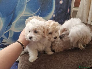 Havanese dogs Beautiful Bichon Puppies Available! - Advert 1