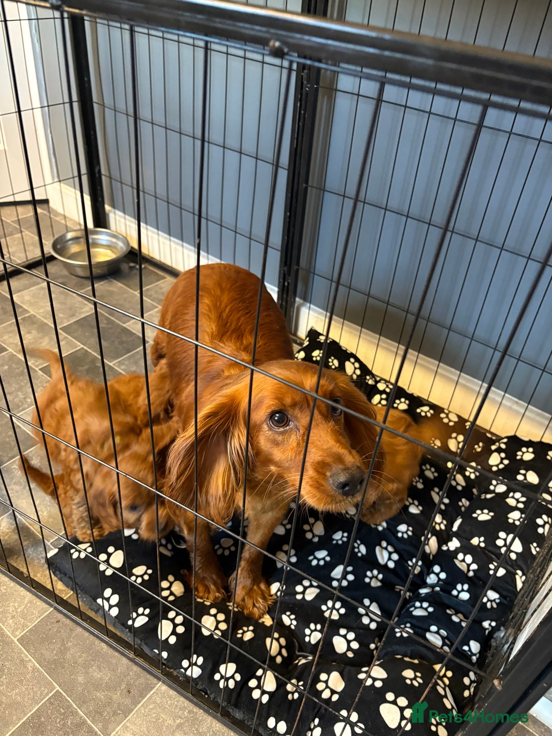 Cockapoo dogs for sale: Red F1 toy cockapoo puppies - Image 15
