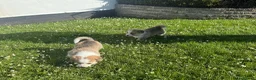 Welsh Corgi Pembroke dogs for sale: Handsome KC Reg Pembroke Corgi Pups in Caerphilly - Advert 11