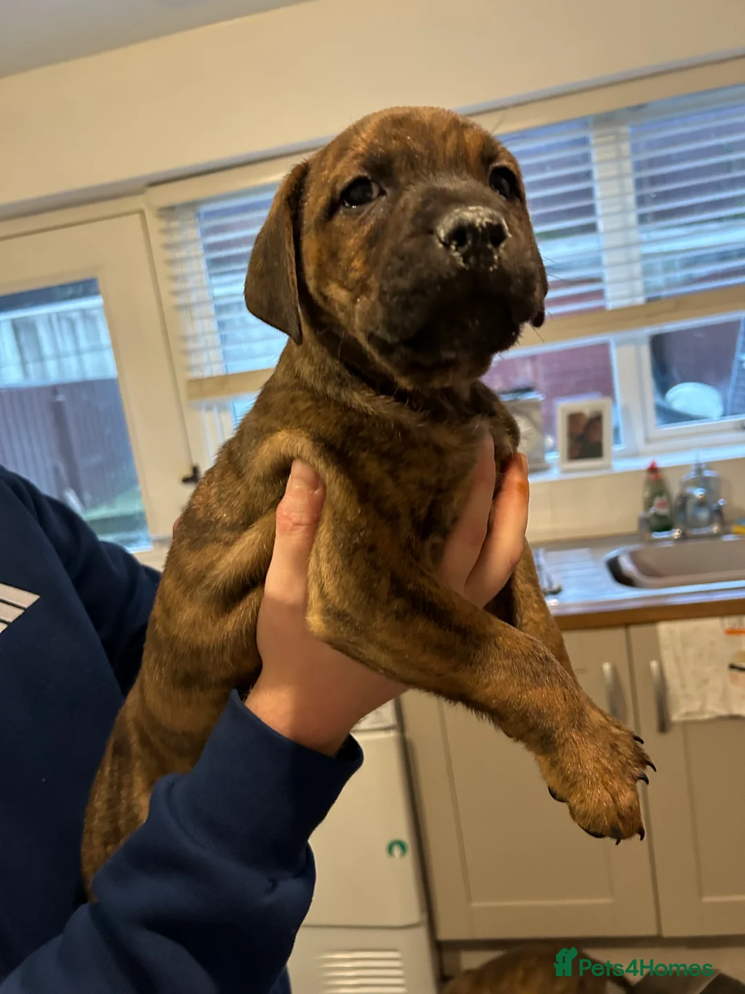 Mixed Breed dogs for sale: Staffy pups  - Advert 13