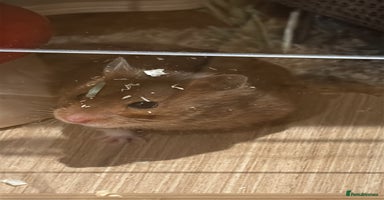 Hamster rodents - Advert 6