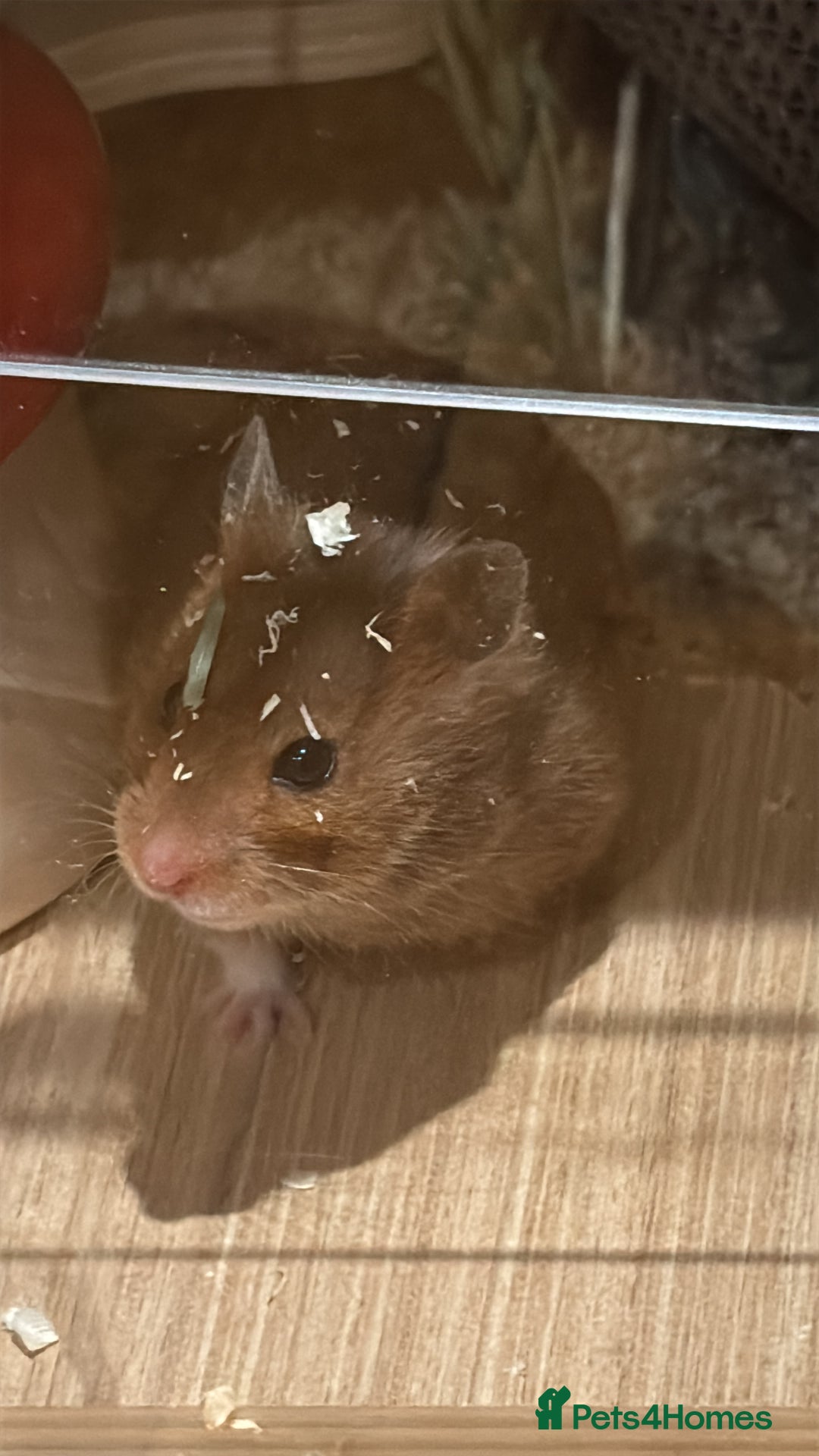 Hamster rodents for sale: Beautiful, friendly Syrian hamster for rehoming - Image 2