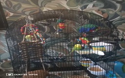 Budgerigars birds for sale: 2 budgies with cage and extras - Image 1